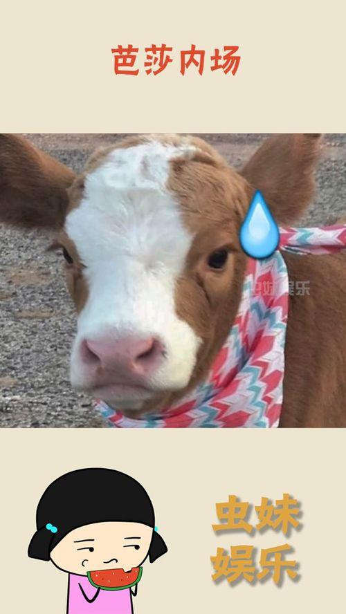 娱乐吃瓜酱正经吗,揭秘娱乐圈背后的真实故事